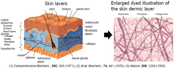 Elastin 1