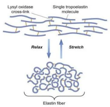 Introduction Of Elastin (2)