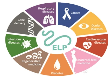 functions of elastin peptide functions of elastin peptide
